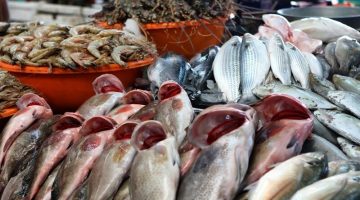 العب ياسمك..أسعار السمك اليوم الثلاثاء 18 يونيو 2024 للمستهلك بسوق العبور