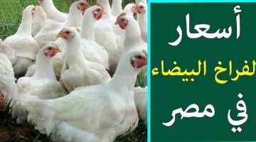 “الحلوه بكام النهارده” أسعار الفراخ البيضاء اليوم الثلاثاء 18 يونيو 2024 استقرار في بورصة الدواجن والأسواق المصرية