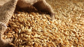 طن الرز بكام؟سعر طن الارز الشعير اليوم الاربعاء 19 يوينو 2024 للتجار والمستهلكين في مصر