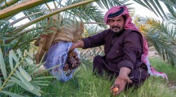 “المجرش”.. قرى الضيف وحلوى الشتاء بالجوف