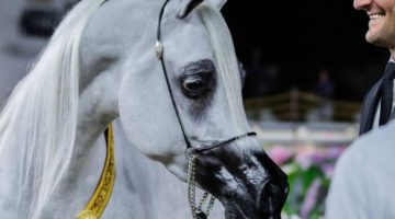 الرياض تحتضن الجولة النهائية من جولات الجياد العربية