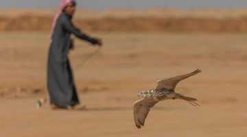 منافسات كأس “نادي الصقور” بحفر الباطن تشهد تنافسًا مثيرًا في يومها الثاني