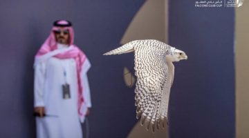 (6) مراحل لتسجيل الطيور المشاركة في كأس “نادي الصقور”