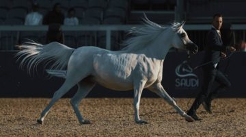 جولات الجياد العربية: جولة الرياض علامة فارقة في عالم عروض الخيل العربية الأصيلة