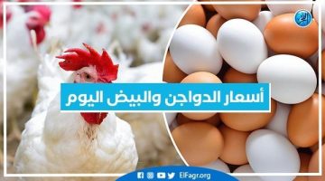 أسعار الدواجن والبيض اليوم السبت 16-11-2024 بمحافظة البحيرة