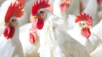 شعبة الدواجن تكشف خطة الدولة لدعم المزارع وتحقيق استقرار الأسعار بالأسواق