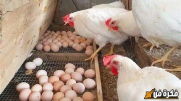 هتشتريها بكام النهارده بعد التراجع…هبوط جديد فى أسعار الفراخ والبيض فى الأسواق اليوم الأربعاء ١٨ ديسمبر