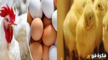 بشرى مفرحة.. أسعار الدواجن ستعود كما كانت واعتبرت اتحاد منتجي الدواجن وصول الكيلو إلى هذا السعر في هذا الموعد!