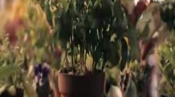 المملكة تتصدر العالم بأكبر تجمع غذائي