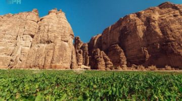 الهيئة الملكية لمحافظة العُلا تعلن زراعة 500 ألف شجرة وشجيرة