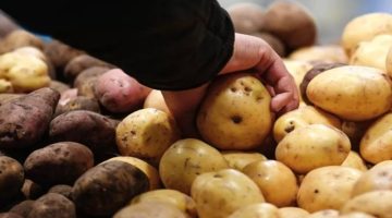 رحلة «البطاطس» بين شاعر البلاط والقس و السلاح البيولوجي