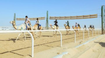 كأس وزارة الرياضة للهجن في الأحساء يواصل سباقاته بتحقيق الهجانة السعوديين 5 كؤوس