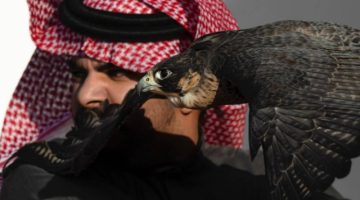 182 صقارًا من الهواة السعوديين يتنافسون في اليوم الرابع لمهرجان الملك عبدالعزيز للصقور 2024