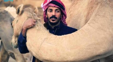 الإبل إرث الآباء وبصمة التراث