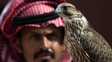 “مهرجان الصقور” يرفع عدد المتأهلين للنهائيات