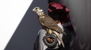 منتجو الصقور ونخبة المحليين يتنافسون في اليوم الثامن لمهرجان الملك عبدالعزيز للصقور 2024