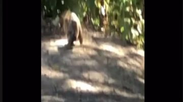 اكتشاف سناجب &quot;آكلة للحوم&quot;!
