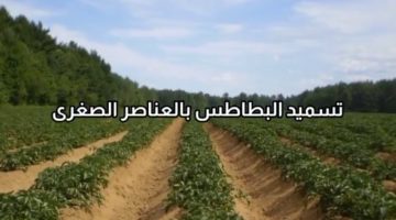 “الزراعة” توضح أهمية رش نباتات البطاطس بالمركبات التي تحتوي على العناصر الصغرى