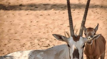 الولادة الـ15 للمها العربي في محميَّة محمد بن سلمان