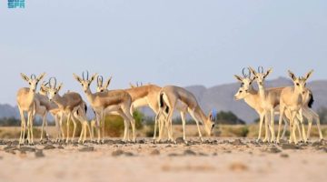العُلا تبرز تنوعها البيئي في يوم الحياة الفطرية الخليجي