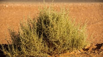 الغضراف.. أشهر النباتات الرعوية للإبل بالحدود الشمالية