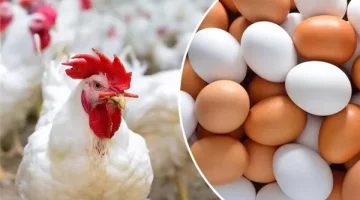 الكيلو بكام بكره.. مفاجأة في أسعار الدواجن والبيض داخل الأسواق غدا الخميس