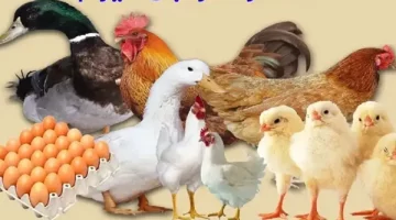 الحق خزن قبل العيد الأسعار هترفع تانى…اعرف سعر الرومي والدواجن والبيض بكام النهاردة الاثنين ١٦ ديسمبر٢٠٢٤
