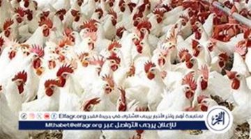 أسعار الفراخ والبيض في أسواق الأقصر اليوم الأحد 22 ديسمبر 2024