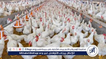ارتفاع أسعار الدواجن والبيض في الأسواق اليوم الأربعاء 11 ديسمبر 2024