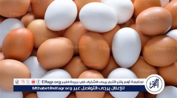 اسعار البيض اليوم الجمعة 20-12-2024 في الدقهلية
