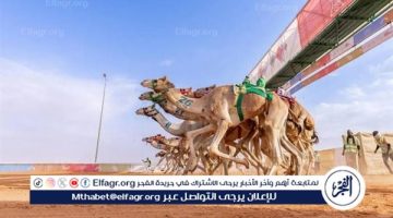 الإعلان عن الفائزين بجائزة الملك عبدالعزيز لسباقات الهجن فئة “الهجانة”