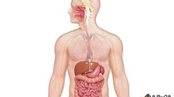 الجزء الأساسي الذي يحدث فيه معظم الهضم الكيميائي: اكتشف كيف يتحلل الطعام في جسمك!