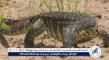 بعد ظهوره في مصر.. ما هو حيوان الورل النيلي؟