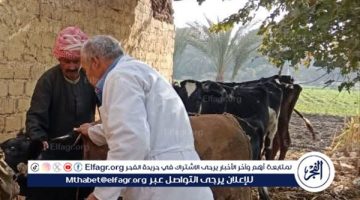 تحصين 152 ألف رأس ماشية على مدار شهر ضمن الحملة القومية ضد الحمى القلاعية وحمى الوادي المتصدع
