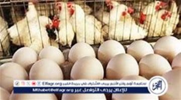 تراجع أسعار الفراخ اليوم الأربعاء 18 ديسمبر 2024 واستقرار سعر كرتونة البيض