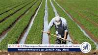تفاصيل خطة الدولة لاستصلاح 4 ملايين فدان.. الزراعة توضح