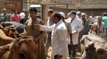 تنظيم قافلة بيطرية لتجريع ورش الثروة الحيوانية بالواحات البحرية في الجيزة