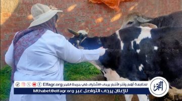 “معاك في الغيط” تواصل تقديم نصائحها لرعاية الدواجن في الشتاء