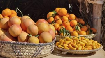 ملكية العُلا تُطلق “موسم الحمضيات”
