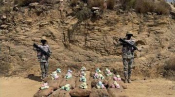 إحباط تهريب (600) كجم من القات بـ”الربوعة”