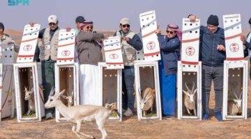 95 غزالًا ونعَّامًا مهددًا بالانقراض تتنفس الحريَّة