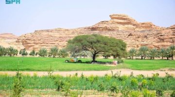 المحاصيل الزراعية في العُلا.. تنوّع يثري موائد شهر رمضان