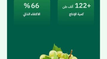 وفرة في إنتاج العنب المحلي تتجاوز (122) ألف طن سنويًا واكتفاء ذاتي يصل إلى (66%)
