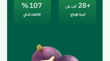 التين المحلي يلبي احتياجات السوق بإنتاج يتجاوز (28) ألف طن سنويًا ونسبة اكتفاء ذاتي (107%)