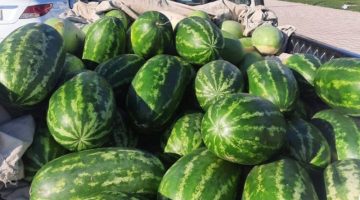 “الحبحب” زينة وجودة وقيمة غذائية على السفرة الرمضانية الأحسائية