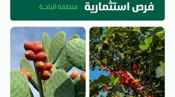البيئة” تطرح 5 فرص استثمارية لإنشاء مُدن زراعية للبن والتين الشوكي بالباحة