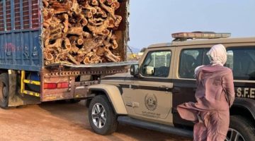 ضبط مقيم مخالف لنظام البيئة لنقله حطبًا محليًا في منطقة المدينة