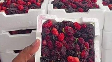 “التوت الحساوي” .. طعم طيب ومنجم من الفوائد