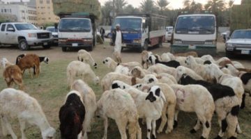 نمو الحركة الشرائية في سوق المواشي بالأحساء