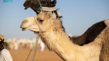 انطلاق فعاليات مزاد الإبل الثاني بمنطقة الجوف وسط حضور لافت وتنظيم مميز